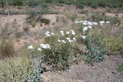 Argemone pleiacantha