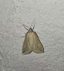 Loxostege turbidalis