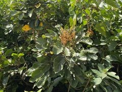 Aglaia rimosa