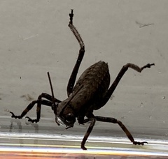 Austrosaginae