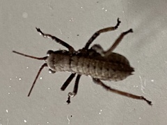 Austrosaginae
