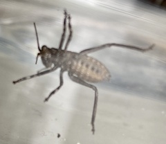 Austrosaginae