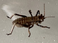 Austrosaginae