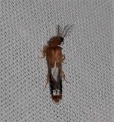 Distremocephalus texanus
