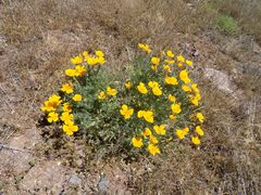 Eschscholzia californica californica