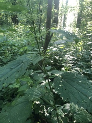 Urtica dioica