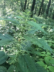 Urtica dioica