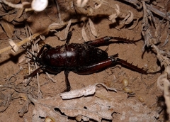 Udeopsylla robusta