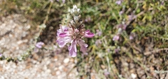 Teucrium creticum