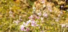 Teucrium creticum
