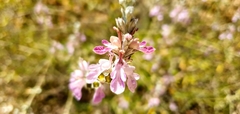 Teucrium creticum
