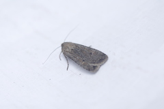 Protorthodes melanopis