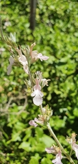 Teucrium creticum