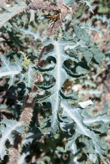 Argemone pleiacantha