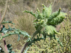 Argemone pleiacantha