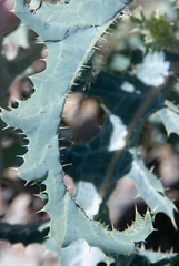 Argemone pleiacantha