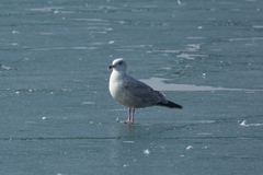 Larus argentatus