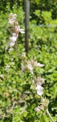 Teucrium creticum