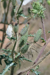 Argemone pleiacantha