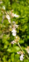 Teucrium creticum