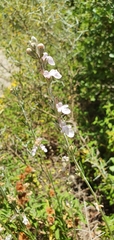 Teucrium creticum
