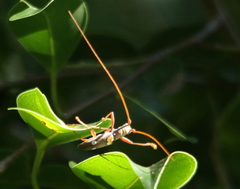 Olenecamptus bilobus