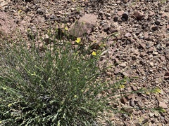 Menodora scabra