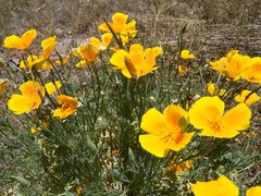 Eschscholzia californica californica