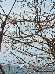 Jatropha neopauciflora
