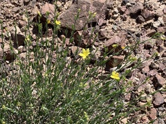 Menodora scabra