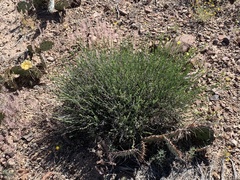 Menodora scabra