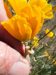 Eschscholzia californica californica