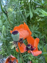 Papaver orientale