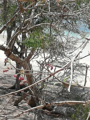 Jatropha neopauciflora