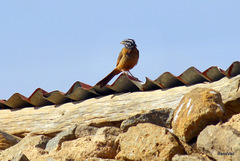 Emberiza tahapisi
