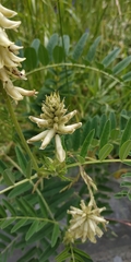 Astragalus uliginosus