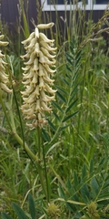 Astragalus uliginosus