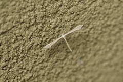 Paraplatyptilia