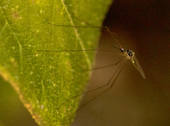 Geranomyia nigronitida