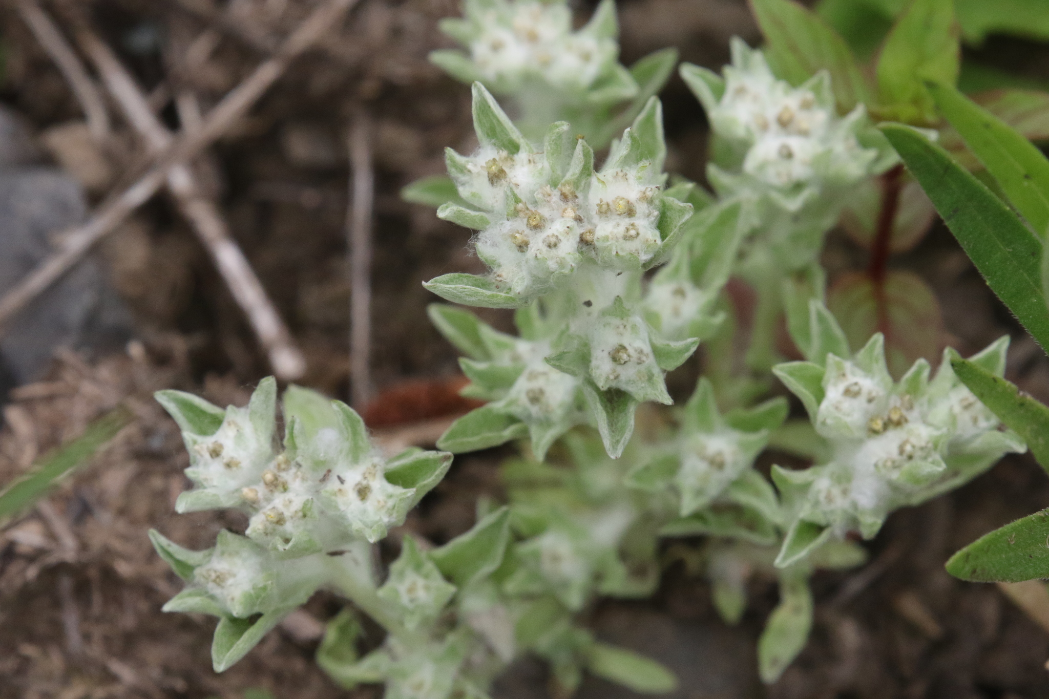 Gnaphalium palustre