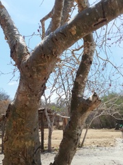 Jatropha neopauciflora