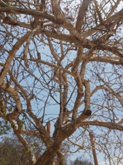 Jatropha neopauciflora