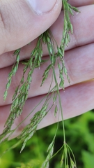 Poaceae