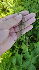 Poaceae
