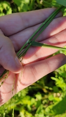 Poaceae
