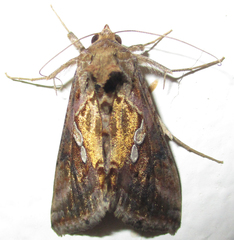 Chrysodeixis acuta