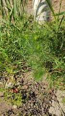Tripleurospermum inodorum