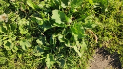 Plantago major