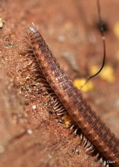 Schizopetalidea