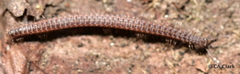 Schizopetalidea